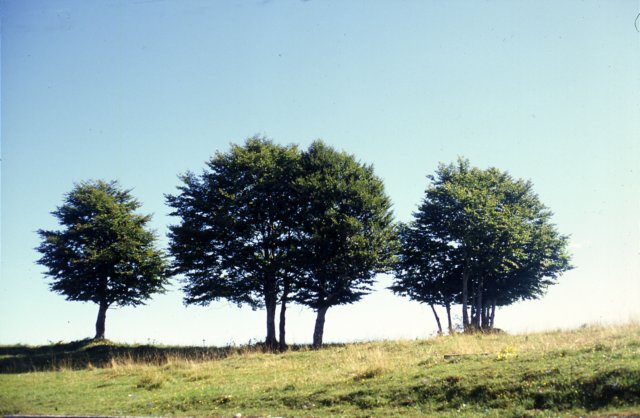 asiago2001.jpg